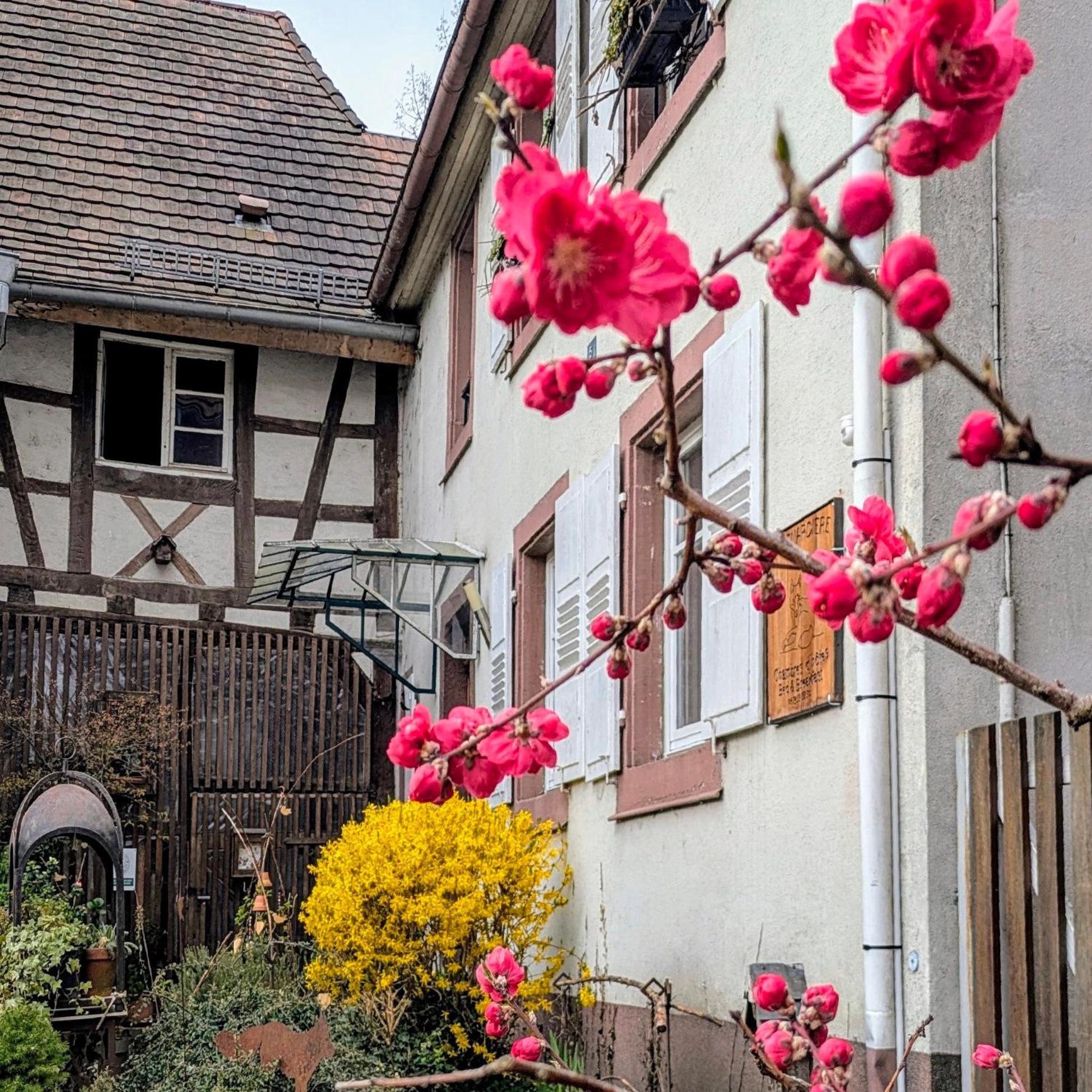 La Renardiere Reichshoffen Exterior photo